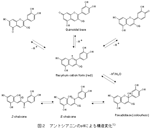 アントシアニンのpHによる構造変化