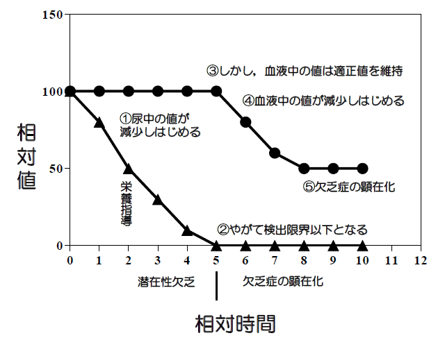 図3　ビタミン欠乏食投与後の血中濃度と尿中排泄量との関係の概念図