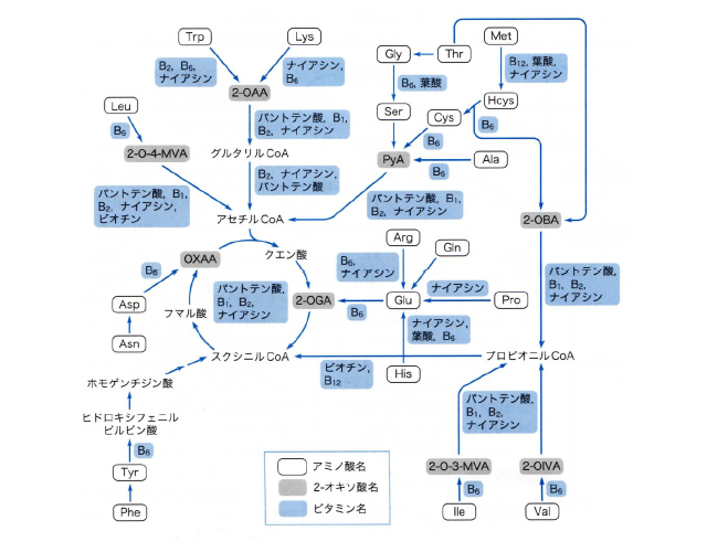 図4　ビタミンを必要とするアミノ酸の代謝経路