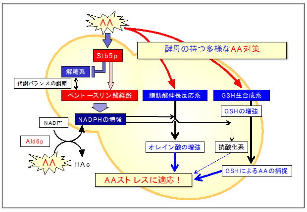 図2　これまで明らかとなってきた出芽酵母のアセトアルデヒド耐性機構