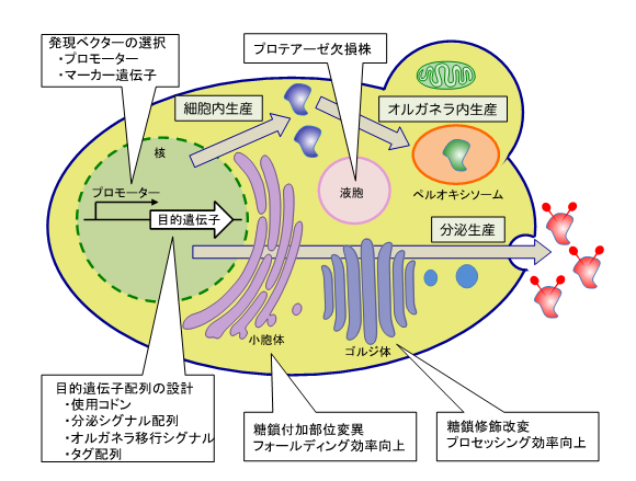 図１．メタノール酵母における異種タンパク質高生産のための技術戦略