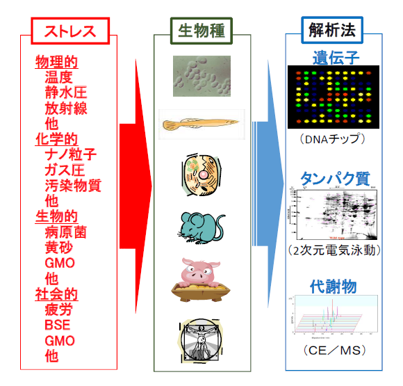 図１．ストレス応答の網羅的解析