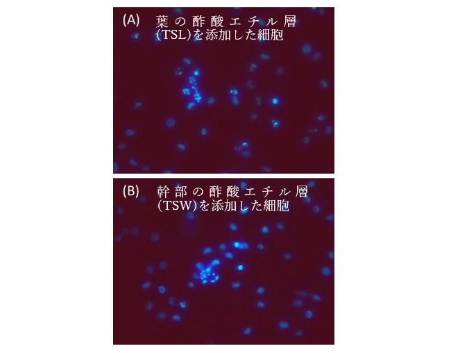 香椿の葉の酢酸エチル層（TSL）および幹部の酢酸エチル層（TSW）（100 μg/mL）を添加した細胞の形態（細胞はHoechst 33342で染色した）