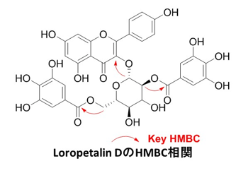 Loropetalin DのHMBC相関