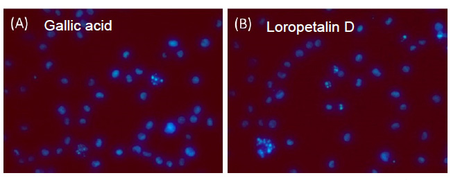 Gallic acid（A）およびLoropetalin D（B）（50 μM）を添加した細胞の形態（細胞はHoechst 33342で染色した）