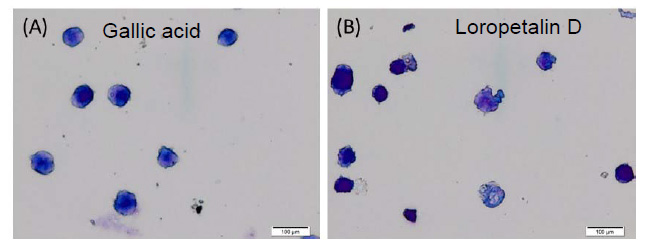 Gallic acid（A）およびLoropetalin D（B）（50 μM）を添加した細胞の形態（細胞はギムザ染色した）