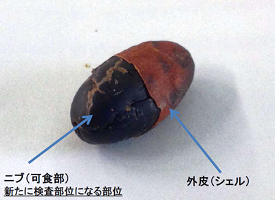 図１　カカオ豆の構造