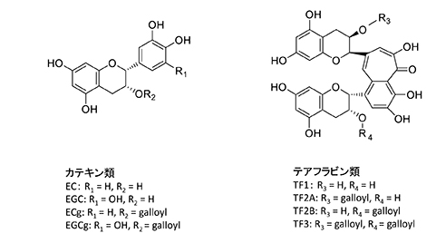 図３．茶カテキン類と紅茶テアフラビン類の基本構造