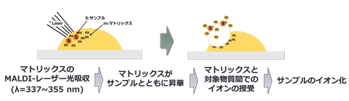 図1　MALDI法によるイオン化原理