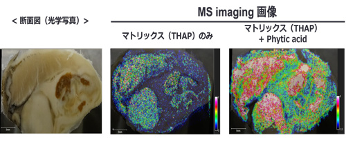 図3　牡蠣（タウリン）のMALDI-MSイメージング